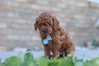 Teo, a male Cavapoo for sale in Sugarcreek, OH – 3 of 5