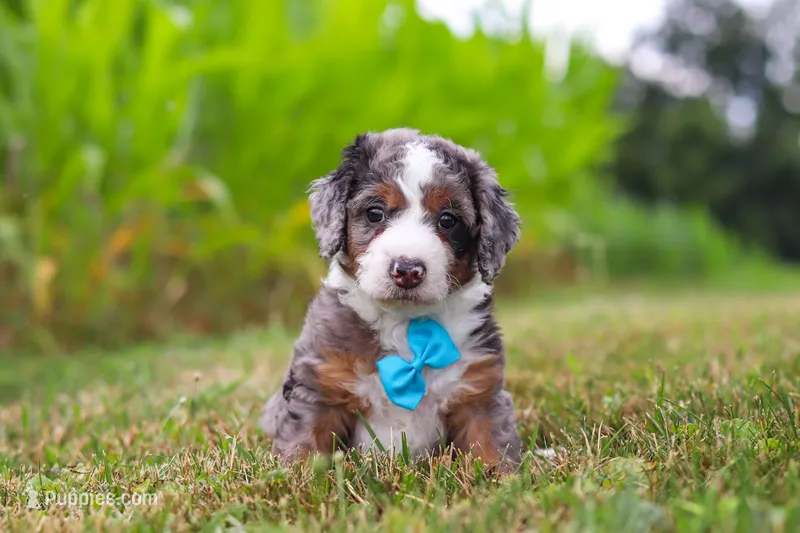 Hawk – Miniature Bernedoodle puppy for sale in Sugarcreek, OH