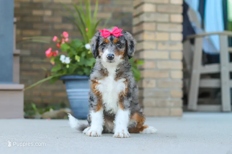 Honey – Miniature Bernedoodle puppy for sale in Sugarcreek, OH