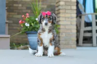 Honey, a female Miniature Bernedoodle for sale in Sugarcreek, OH – 1 of 8
