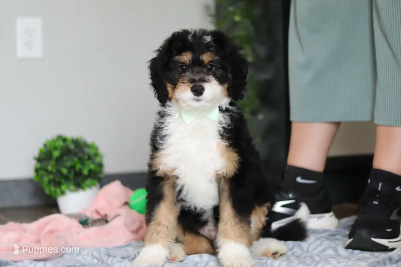 Brody – Miniature Bernedoodle puppy for sale in Sugarcreek, OH
