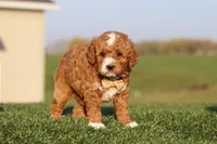 Otis, a male Cavapoo for sale in Sugarcreek, OH – 2 of 7