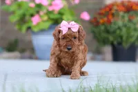 Nala, a female Poodle - Miniature  for sale in Sugarcreek, OH – 5 of 10