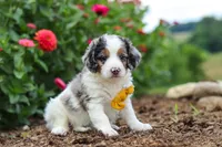 Herbie, a male Miniature Bernedoodle for sale in Sugarcreek, OH – 5 of 7