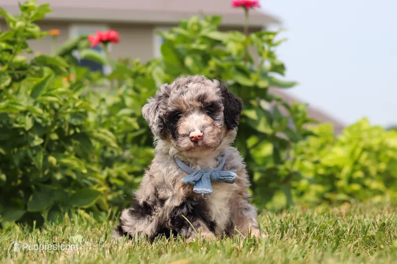 Gabe – Miniature Bernedoodle puppy for sale in Sugarcreek, OH