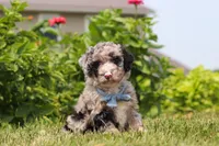 Gabe, a male Miniature Bernedoodle for sale in Sugarcreek, OH – 1 of 7
