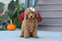 Juliet, a female Miniature Labradoodle for sale in Sugarcreek, OH – 7 of 8