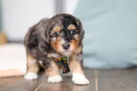 Duke, a male Miniature Bernedoodle for sale in Sugarcreek, OH – 10 of 10