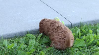 Carter, a male Goldendoodle for sale in Sugarcreek, OH – 5 of 5