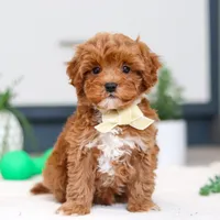 Izzy, a male Cavapoo for sale in Sugarcreek, OH – Photo 1 of 5