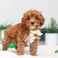 Izzy, a male Cavapoo for sale in Sugarcreek, OH – Photo 3 of 5