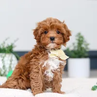 Izzy, a male Cavapoo for sale in Sugarcreek, OH – Photo 2 of 5