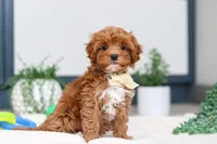 processed/c790d28b-4228-4a95-9ea5-b646cf679391/listing/837507b0-237d-4681-8b2c-bde28e5a877c/205699d9-a94a-4af4-9a88-2df671f11d5b