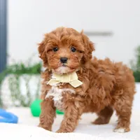 Izzy, a male Cavapoo for sale in Sugarcreek, OH – Photo 5 of 5