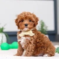 Izzy, a male Cavapoo for sale in Sugarcreek, OH – Photo 4 of 5