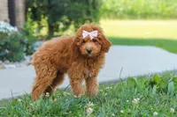 Felecia, a female Cavapoo for sale in Sugarcreek, OH – 2 of 5