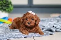 Lulu, a female Cavapoo for sale in Sugarcreek, OH – 1 of 8