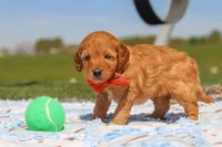 Chase, a male Goldendoodle for sale in Sugarcreek, OH – 4 of 6
