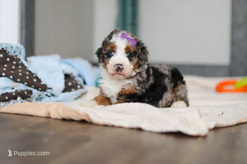 Daisy – Miniature Bernedoodle puppy for sale in Sugarcreek, OH