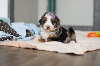 Daisy, a female Miniature Bernedoodle for sale in Sugarcreek, OH – 1 of 10