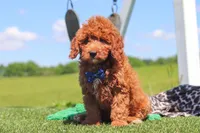 Calvin, a male Goldendoodle for sale in Sugarcreek, OH – 5 of 6