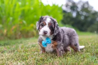 Hawk, a male Miniature Bernedoodle for sale in Sugarcreek, OH – 5 of 6