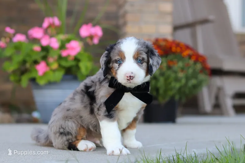 Mickey – Miniature Bernedoodle puppy for sale in Sugarcreek, OH