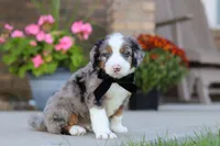 Mickey, a male Miniature Bernedoodle for sale in Sugarcreek, OH – 1 of 6