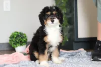 Brock, a male Miniature Bernedoodle for sale in Sugarcreek, OH – 4 of 7