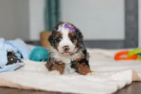 Daisy, a female Miniature Bernedoodle for sale in Sugarcreek, OH – 4 of 10