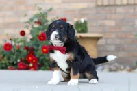 Mason, a male Miniature Bernedoodle for sale in Sugarcreek, OH – 2 of 6