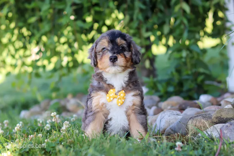 Duke – Miniature Bernedoodle puppy for sale in Sugarcreek, OH