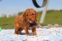 Carter, a male Goldendoodle for sale in Sugarcreek, OH – 4 of 6