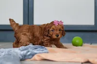 Lexi, a female Cavapoo for sale in Sugarcreek, OH – 2 of 7