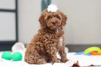 Noli, a female Miniature Goldendoodle for sale in Sugarcreek, OH – Photo 4 of 5
