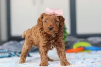 Noli, a female Miniature Goldendoodle for sale in Sugarcreek, OH – Photo 3 of 5