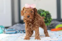 Noli, a female Miniature Goldendoodle for sale in Sugarcreek, OH – Photo 5 of 5