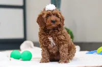 Noli, a female Miniature Goldendoodle for sale in Sugarcreek, OH – Photo 5 of 5