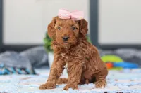 Noli, a female Miniature Goldendoodle for sale in Sugarcreek, OH – Photo 1 of 5