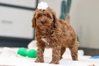 Noli, a female Miniature Goldendoodle for sale in Sugarcreek, OH – Photo 2 of 5