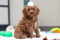 Noli, a female Miniature Goldendoodle for sale in Sugarcreek, OH – Photo 1 of 5