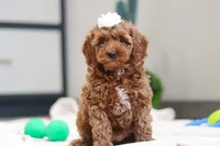 Noli, a female Miniature Goldendoodle for sale in Sugarcreek, OH – Photo 3 of 5