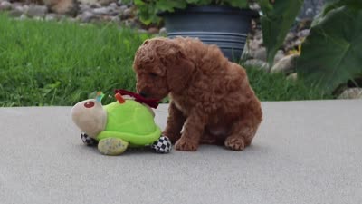 Kade, a male Miniature Labradoodle for sale in Sugarcreek, OH – 6 of 6