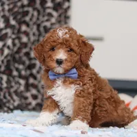 Falco, a male Goldendoodle for sale in Sugarcreek, OH – Photo 1 of 10