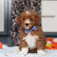 Falco, a male Goldendoodle for sale in Sugarcreek, OH – Photo 6 of 10