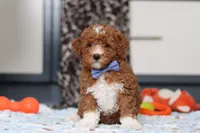 Falco, a male Goldendoodle for sale in Sugarcreek, OH – Photo 6 of 10