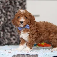 Falco, a male Goldendoodle for sale in Sugarcreek, OH – Photo 7 of 10