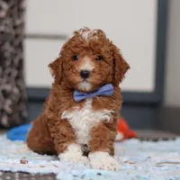 Falco, a male Goldendoodle for sale in Sugarcreek, OH – Photo 4 of 10