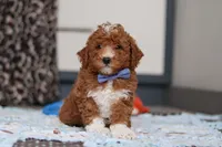 Falco, a male Goldendoodle for sale in Sugarcreek, OH – Photo 4 of 10