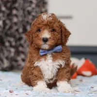 Falco, a male Goldendoodle for sale in Sugarcreek, OH – Photo 3 of 10